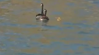 Decorah Eagle Nest~Goose Parents Swim with Baby Gosling in Tow-Foraging By Retention Pond_4-25-24 by chickiedee64 548 views 2 weeks ago 13 minutes, 35 seconds