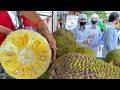 Fresh Jackfruit Cutting &amp; Sell On The Street in Phnom Penh