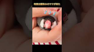 【毎度お馴染みがやって来た】#shorts #文鳥 #かわいい