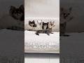 保護して2ヶ月!やはりこの猫は…🐾