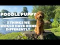 Buying a poodle  5 things we would have done differently with our puppy  poodle lotti