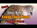 PERKUTUT LOKAL GACOR SUARA BAGUS BUAT PANCINGAN.