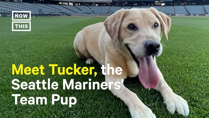 Padres introduce new members to 2022 Paw Squad at Petco Park 