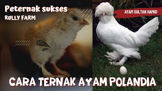 HOW TO RAISE POLISH CHICKENS || RULLY FARM