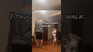 I Taught Our American Bully To Walk On 2 Feet