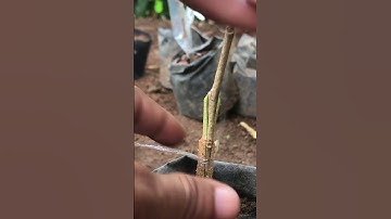 Durian Tree Grafting Guide EP278#durian #duriangrafting #durianfruit