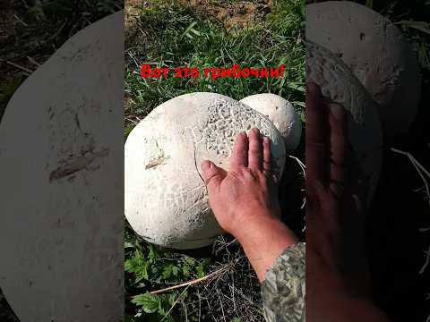 ШОК! ГРИБЫ ДОЖДЕВИКИ!🍄 #отдыхнаприроде #грибы #monster #тихая_охота