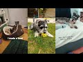 Daily schnauzer highlights 1