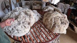 What does a wool classer do