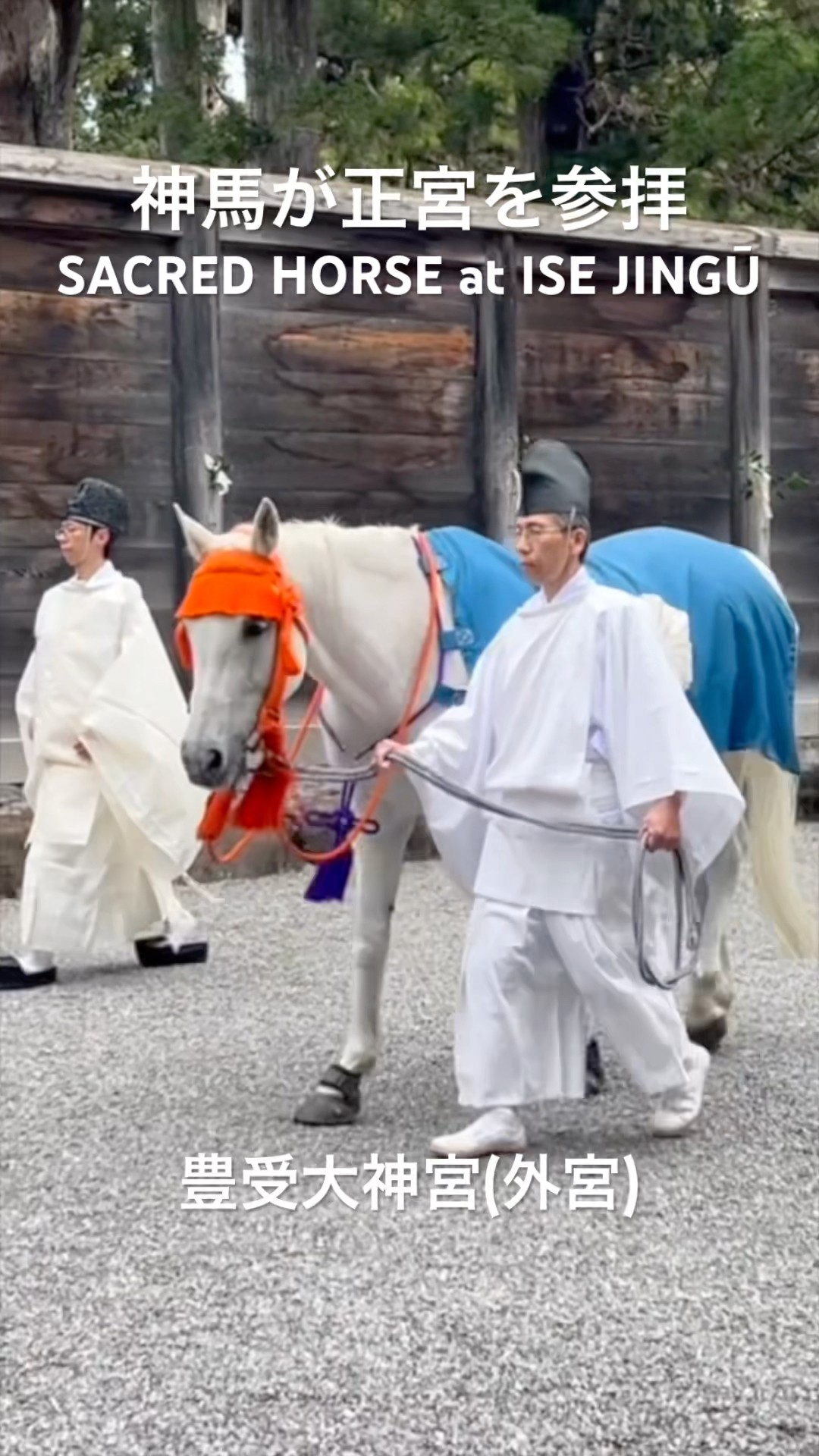 伊勢神宮・神馬牽参 ・Sacred Horse at Ise Jingū #shorts #japan