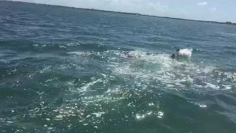 14 ft hammerhead shark attack on tarpon