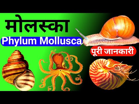 Phylum Mollusca | Phylum Mollusca In Hindi |phylum Mollusca Class 11 | Mollusca Phylum In Hindi |