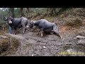 Yak meat - Nepal