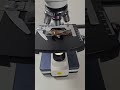 Nutella au microscope 