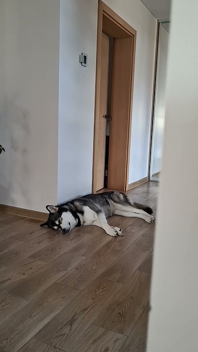 Dog dreaming🫣😅 #dogdreams #dogshorts #youtubeshorts #funny #shorts #cute #alaskanmalamute #subscribe