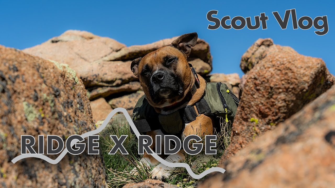ELK SCOUTING WITH MY DOG | RIDGE X RIDGE SCOUTS - YouTube