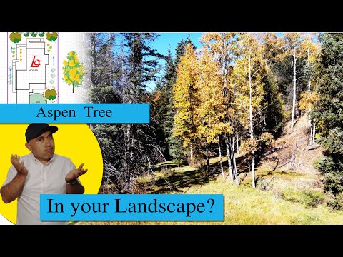 Video: Er Aspen et fyrretræ?