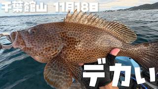 【館山湾泳がせ釣り】50cm超の巨大オオモンハタが出た！サビキのアジを自作仕掛けで高級魚が連発