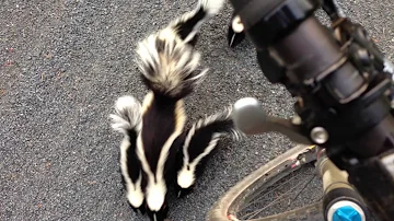 Cyclist Meets Family of Skunks