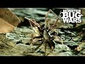 White Tail Spider Vs Cellar Spider | MONSTER BUG WARS