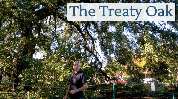 Discover Austin: The Treaty Oak - Episode 65