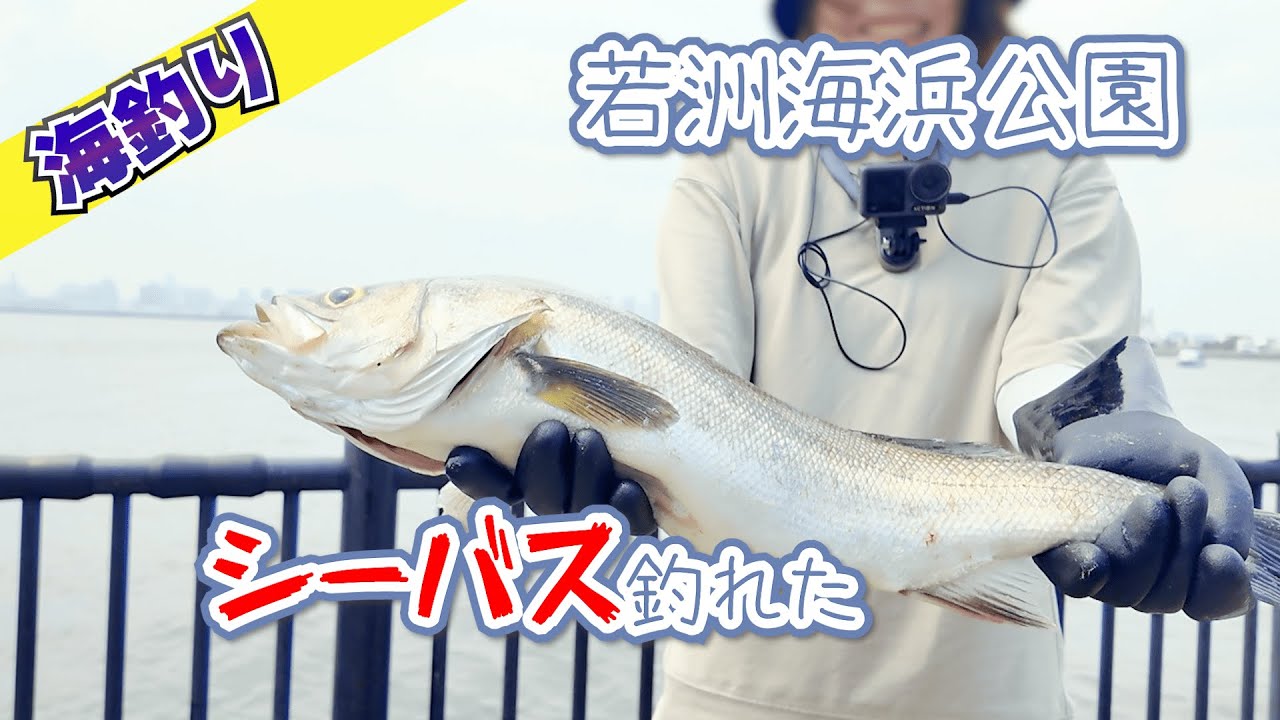 若洲海浜公園でシーバス釣れた！！【スズキ・67cm】サビキ釣りも良好