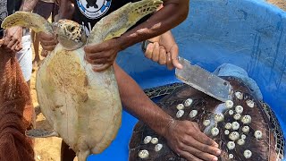 Rescue Sea Turtle, Removing Barnacles From Poor Sea Turtle ❤️🙏🐢 | CEYLON TURTLE TALES