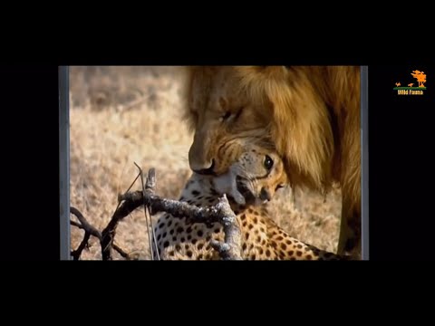 Wild Fauna Битва За Территорию Cat Wars: Lion Vs. Cheetah Документальный Фильм