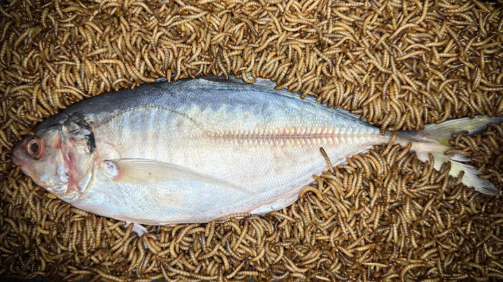 10'000 Mealworms eating a Whole Fish l Mealworm VS Fish time-lapse