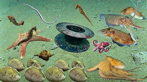 Bội Thu Được Nhiều Sò Dương, Bạch Tuộc, Mực Nang. Kiếm Tiền Triệu Trong Ngày | Cảnh 86