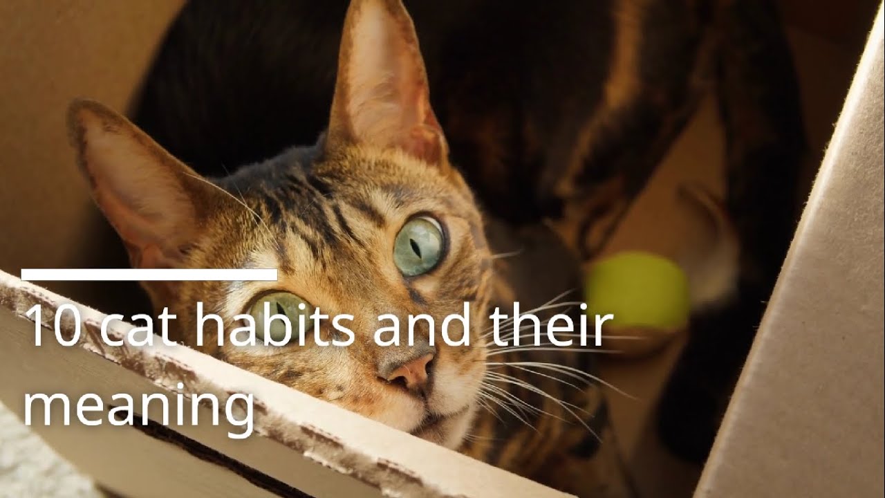 10 cat habits and their meaning.