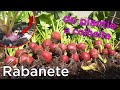 Como Plantar Rabanete da Semente até a Colheita Começo Meio e Fim