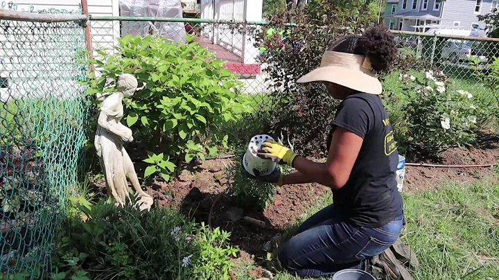 Planting White Wands Veronica| Proven Winners| Gar...