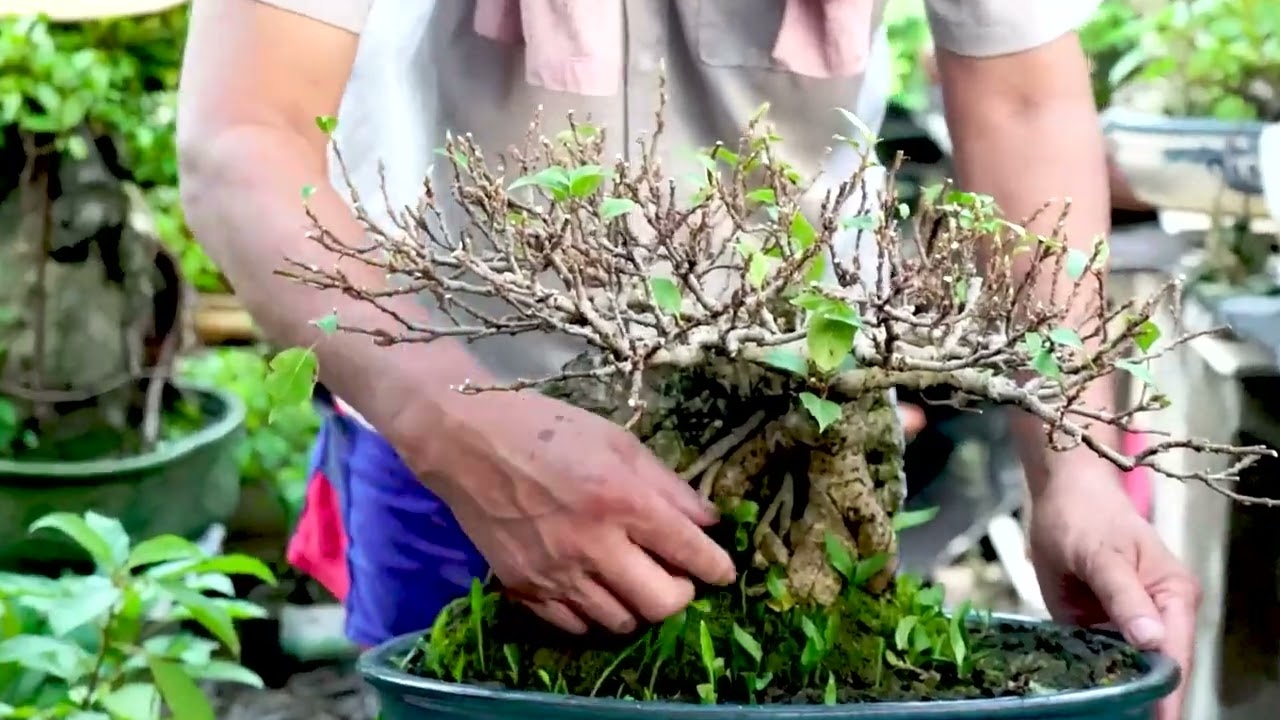 Video Đầy Đủ Thắng Giò CHia Sẻ cách Làm Cây Bonsai Sau Thời Gian Dài Với Những Thứ Bỏ Đi