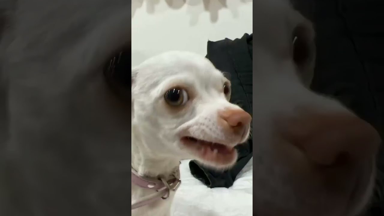 Niki angry Chihuahua ? #short #ytshort #chihuahuas #pets #dogs ‎@Chihuahua TV   ‎@mreviatar 