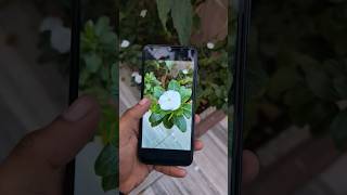 Samsung Galaxy A14 5G Camera Test For Portrait Mode
