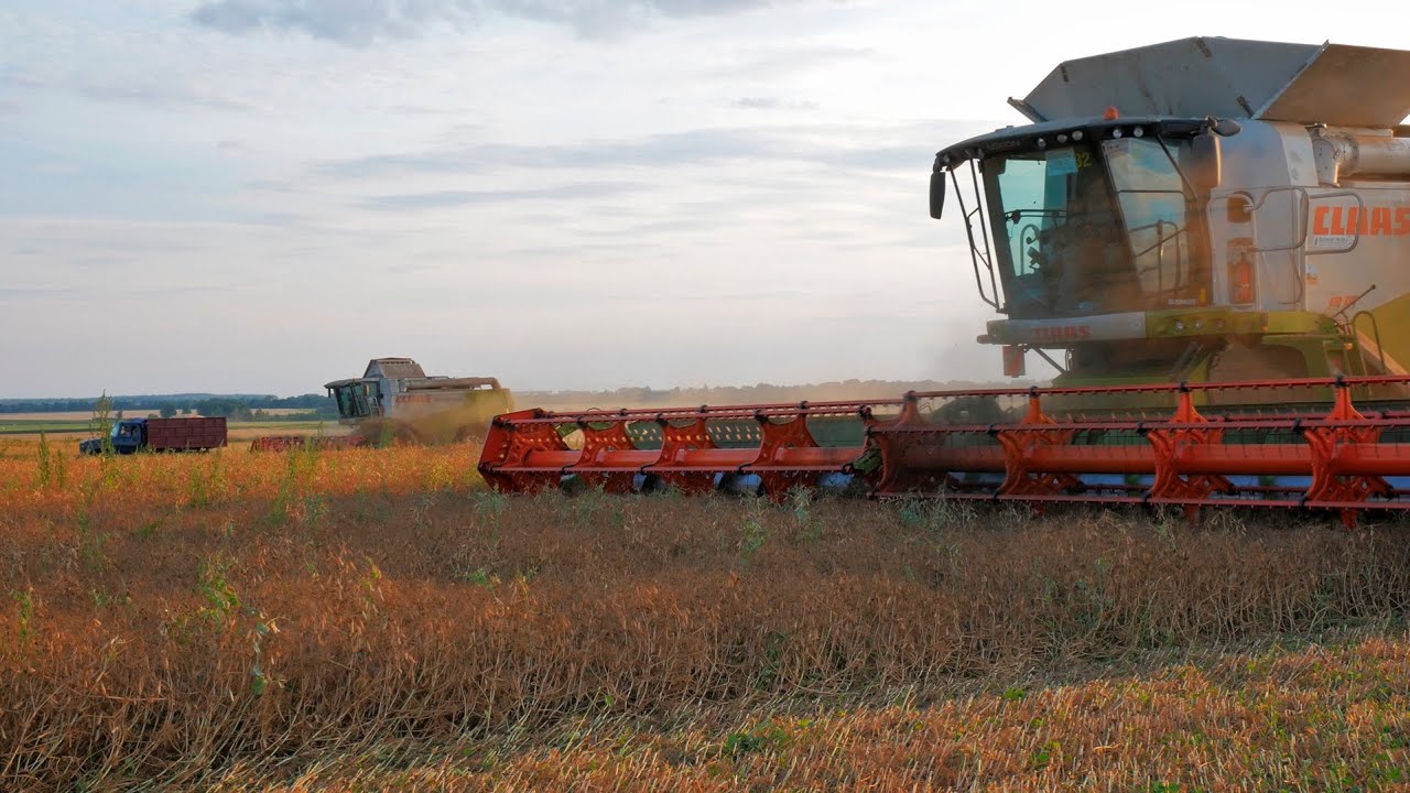 Уборка гороха / 2X CLAAS Lexion - 770 Terra Trac, 540C, МАЗ 6501, ГАЗ 3306 /
