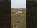 Cow Meeting Love Shorts Youtubeshorts Trending Youtube 