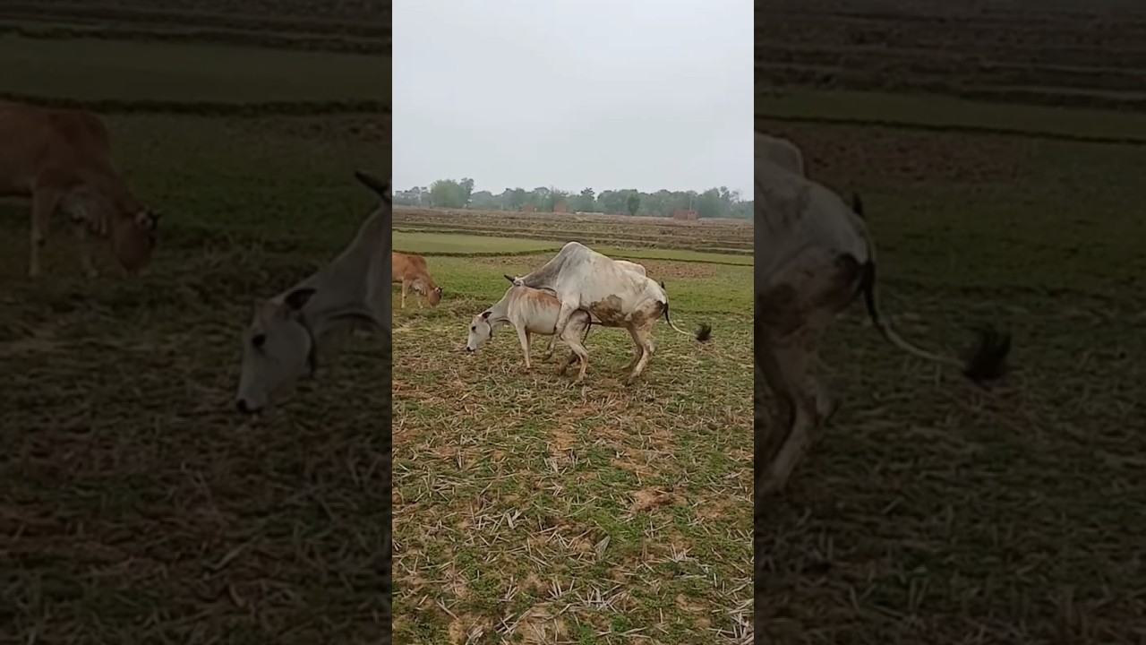 cow meeting love #shorts #youtubeshorts #trending #youtube
