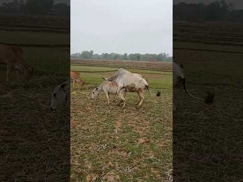 Cow Meeting Love Shorts Youtubeshorts Trending Youtube 