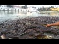 Feeding the  fishes at Ranipokhari