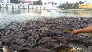 Feeding the  fishes at Ranipokhari