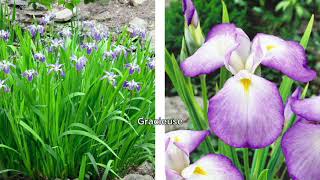 Phillip Watson Designs 4-Pc Gigantic Japanese Iris Live Plant on QVC
