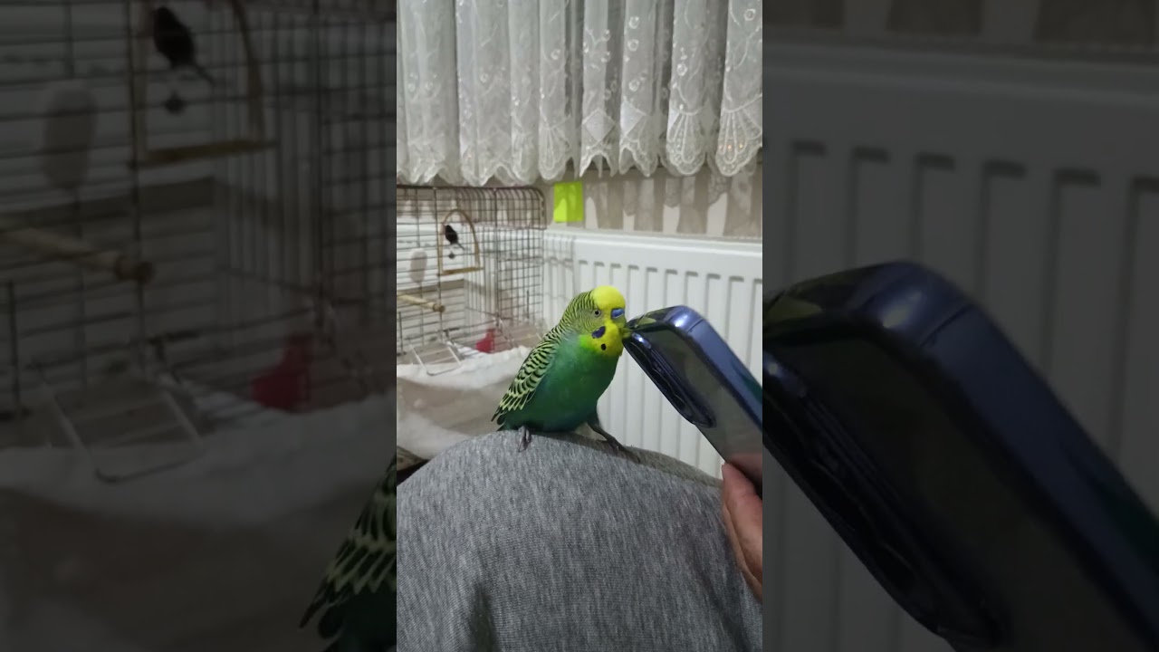 Kuduruk #birds #talkingparot #dinlendiricisesler #budgies #muhabbetkuşu #blackfacebudgie #parakeet