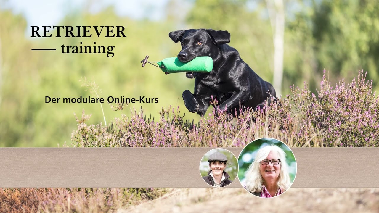 KOSMOS | Online Kurse | Retrievertraining 