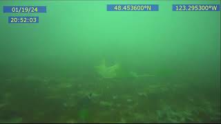 2024 JAN CADBORO BAY 23