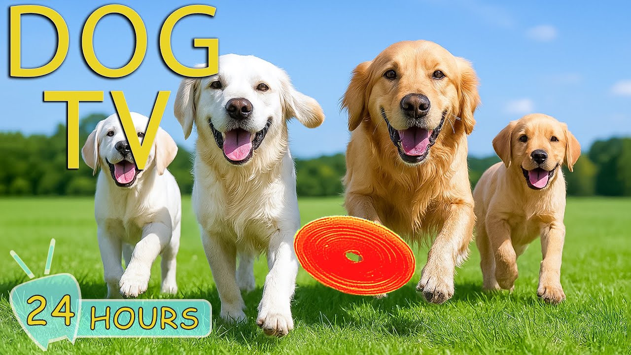 DOG TV: Video Prevent Boredom for Dogs to Watch When Home Alone - Best Collection Music for Dogs