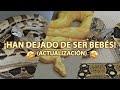 ¡Boas Imperator de 3 AÑOS! - El Terrario Feliz