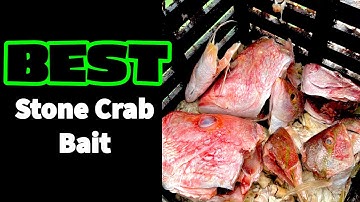 BEST Stone Crab Bait!!