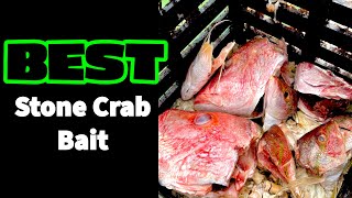 BEST Stone Crab Bait!!